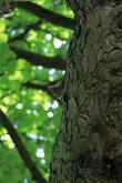 Eichhörnchen auf dem Baum / c