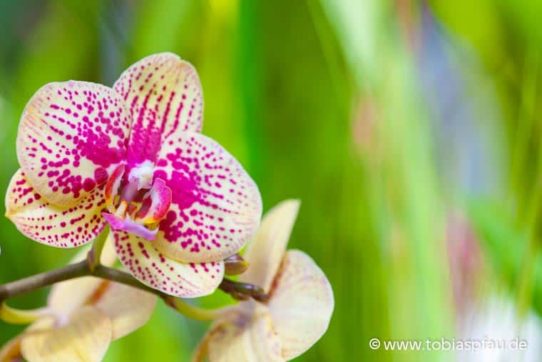 wpid7696 IMG 0400orchid
