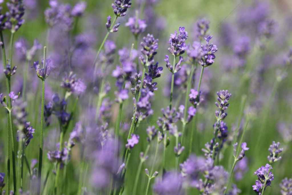 tpfau IMG 8321 Lavendel Biene