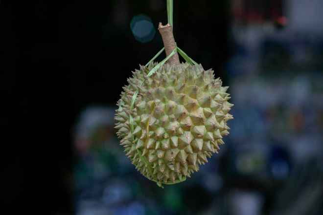 tpfau  MG 7082 Durian kostbare Stinkfrucht